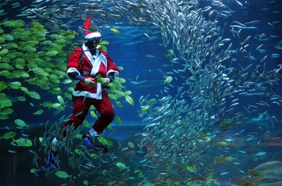 魚と泳ぐサンタクロース、韓国の水族館
