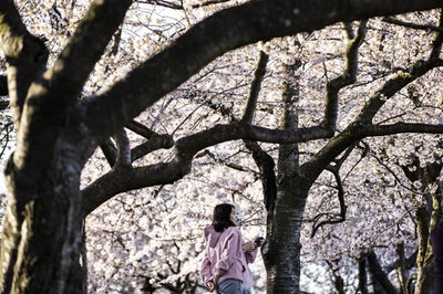 日本から贈られた桜、見頃に 米首都ワシントン
