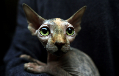 ブルガリアでネコのビューティー・コンテスト