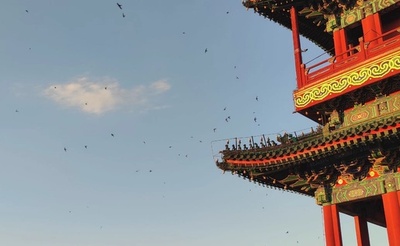 北京のアマツバメは中軸線の生態保護の証