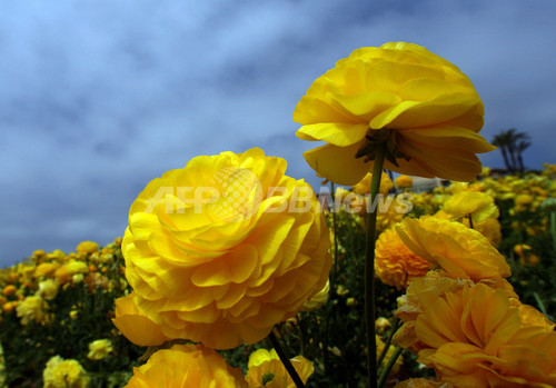 サンディエゴの花畑で一面満開のラナンキュラス 写真11枚 ファッション ニュースならmode Press Powered By Afpbb News サンディエゴの花畑で一面満開のラナンキュラス 写真11枚 ファッション ニュースならmode Press Powered By Afpbb News