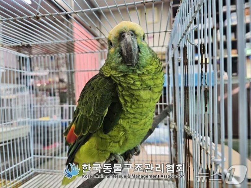11月16日、ソウル・永登浦区のカフェで保護されたインコ＝韓国動物救助管理協会(c)news1