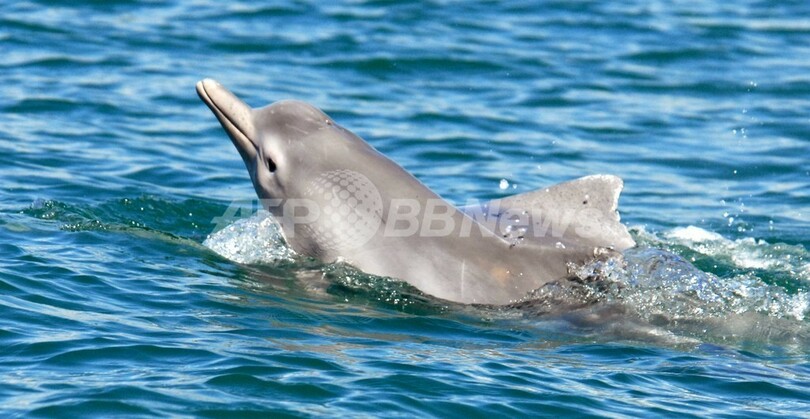 豪北方沖に新種のウスイロイルカ