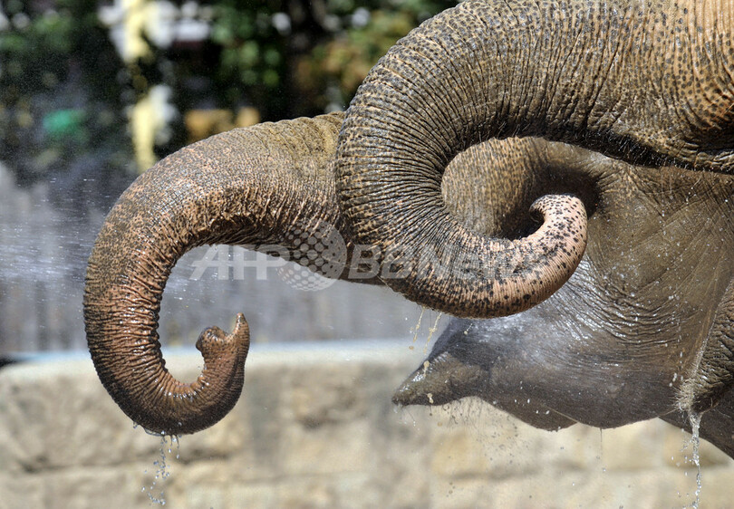 水浴びを楽しむ象たち、ブダペスト