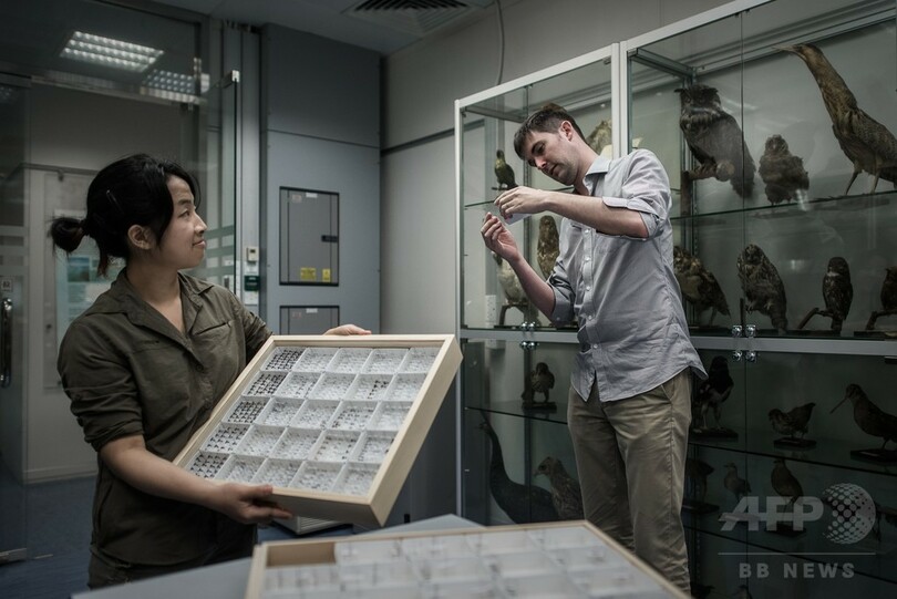 世界初の「アリ地図」公開、香港と沖縄の大学