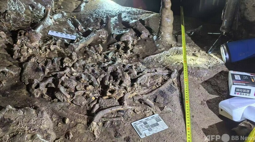 中国陝西省 完全度の高いジャイアントパンダの化石発見