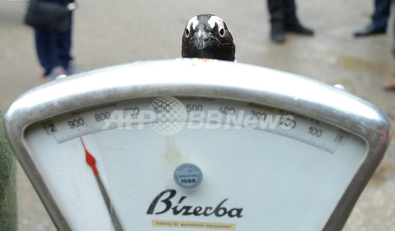 動物園「身体測定」ラッシュ、ドイツ