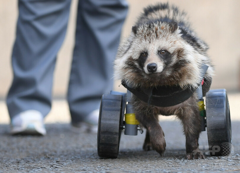車いすに乗った保護タヌキ、動物園でガイドとして活躍！？　神奈川