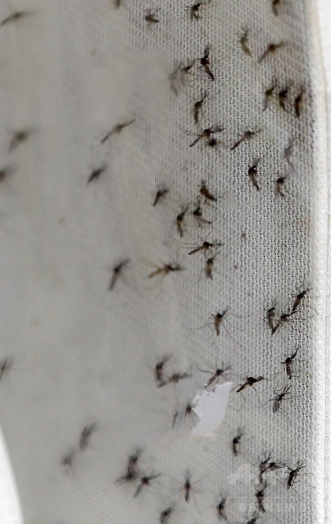 不妊化した蚊を大量放虫、感染症対策 米フロリダ州マイアミ