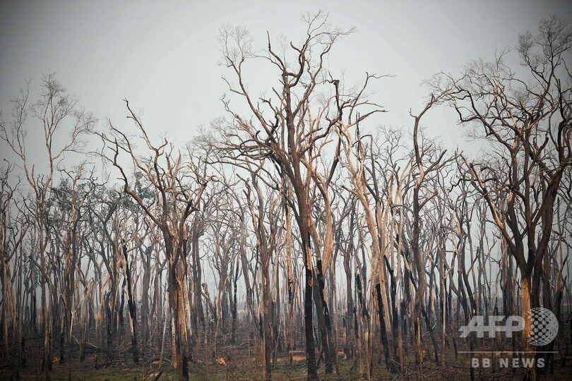 アマゾン森林火災、件数さらに増加 煙で健康に悪影響も