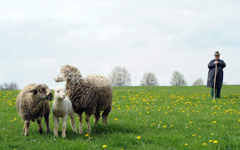 まるで絵本の世界、牧草地の羊飼いと子ヒツジたち