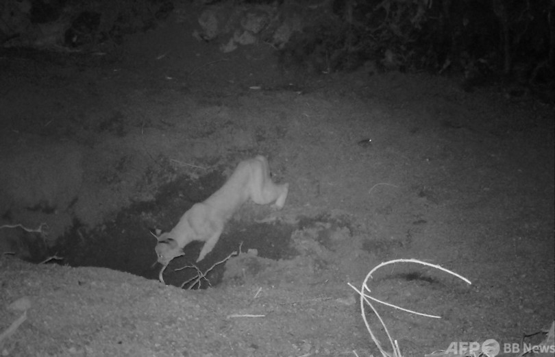 馬やロバの井戸掘り、砂漠の動植物に恩恵 研究