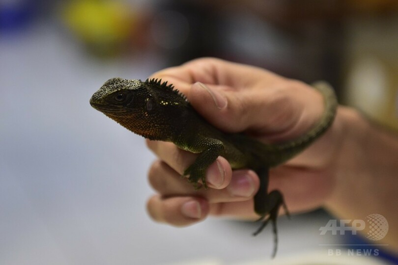 まるで「ミニゴジラ」、熱帯アンデスで新種のトカゲ3種を発見