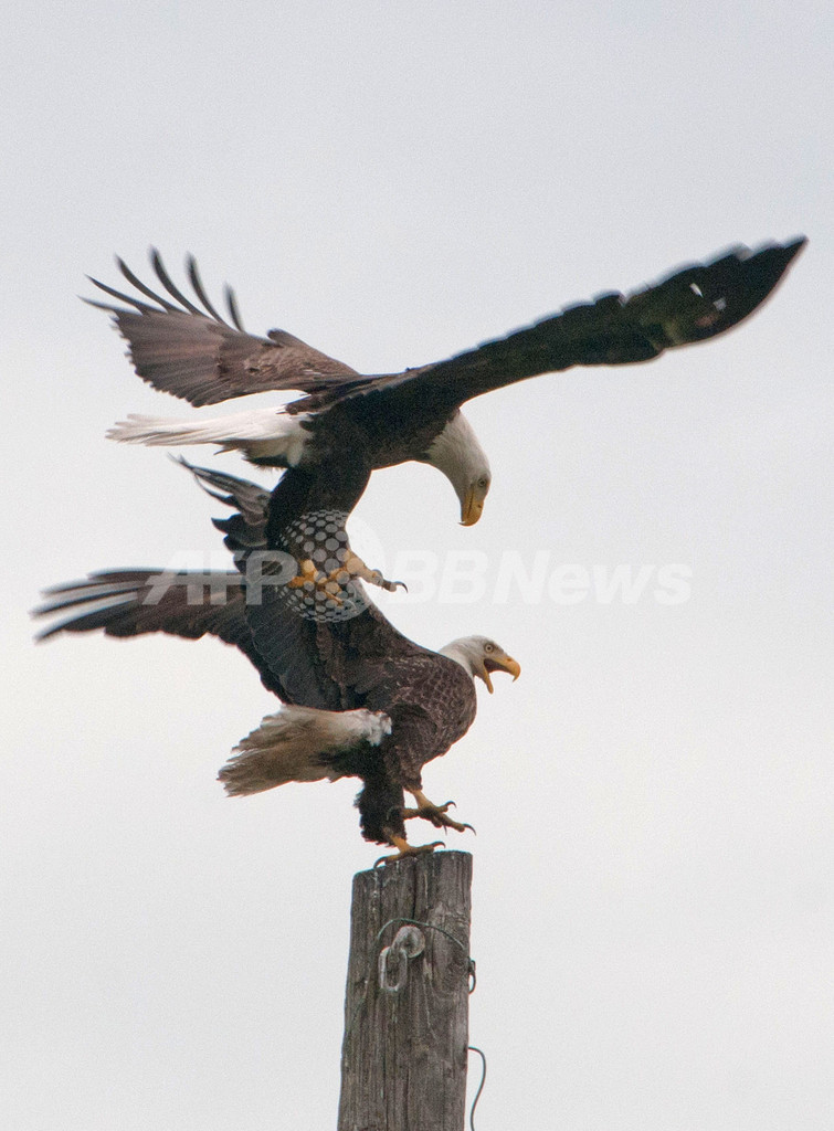 そのポールは俺のだ！米ケネディ宇宙センターでワシ2羽がバトル