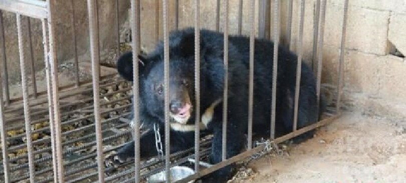 かわいい「子犬」…どんどん育って80キロに 雲南省