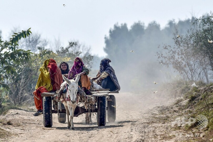 パキスタンでバッタ大量発生 過去30年で最悪の作物被害