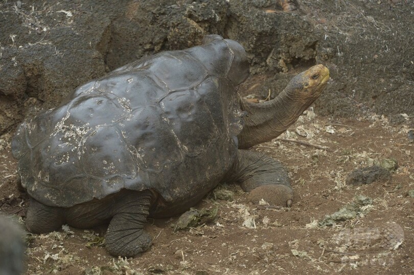 一代で子孫800匹の絶倫ガメ 種を絶滅から救う ガラパゴス諸島 写真7枚 国際ニュース Afpbb News