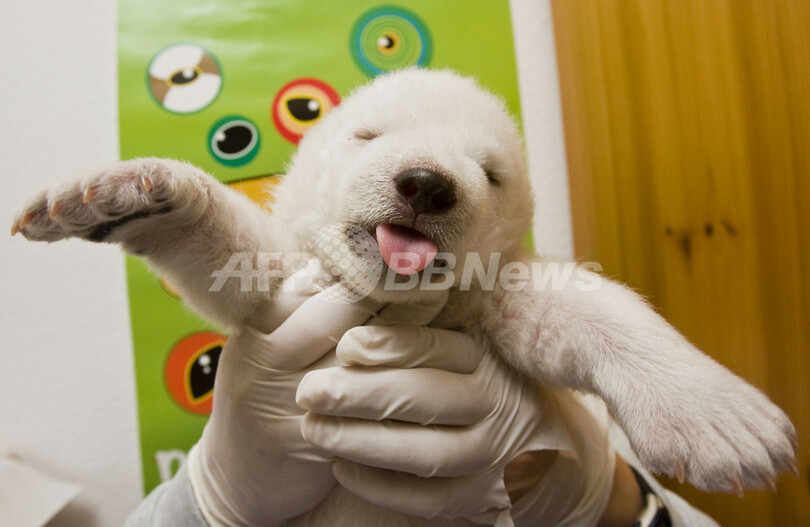 ホッキョクグマの「フロッケ」、体重3450グラムに