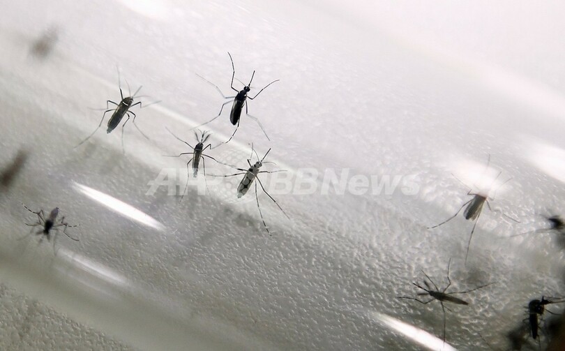 マラリアを媒介しやすい新種の蚊、西アフリカで発見