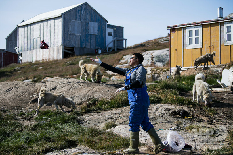 犬ぞり猟が消える 気候変動で伝統にも危機 グリーンランド 写真枚 国際ニュース Afpbb News 犬ぞり猟が消える 気候変動で伝統にも危機 グリーンランド 写真枚 国際ニュース Afpbb News