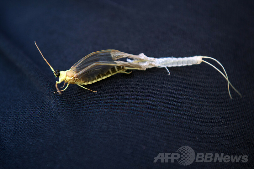 「花咲くティサ川」東欧カゲロウの風物詩 