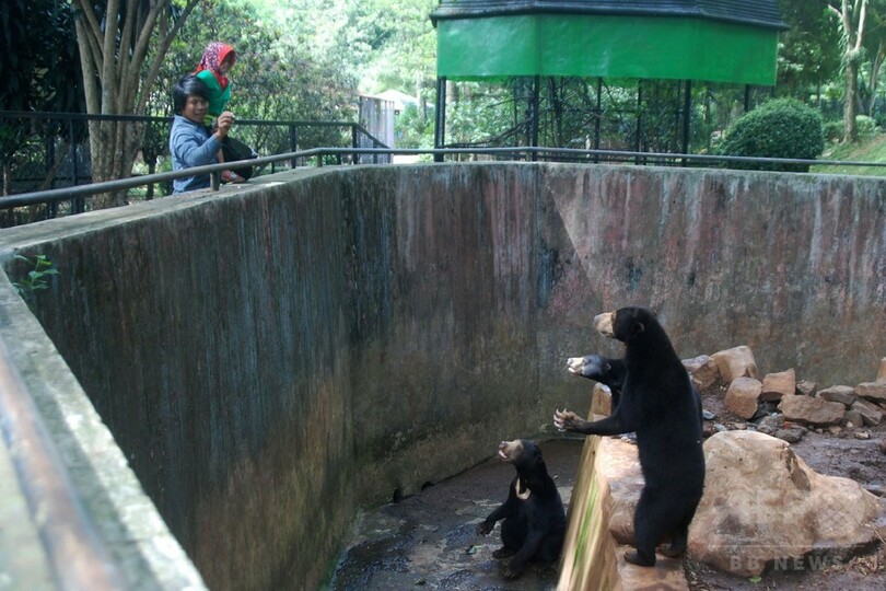 やせ細ったマレーグマを展示、インドネシア動物園に怒りの声