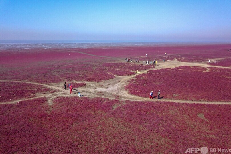 【今日の1枚】海辺に広がる赤じゅうたん 中国