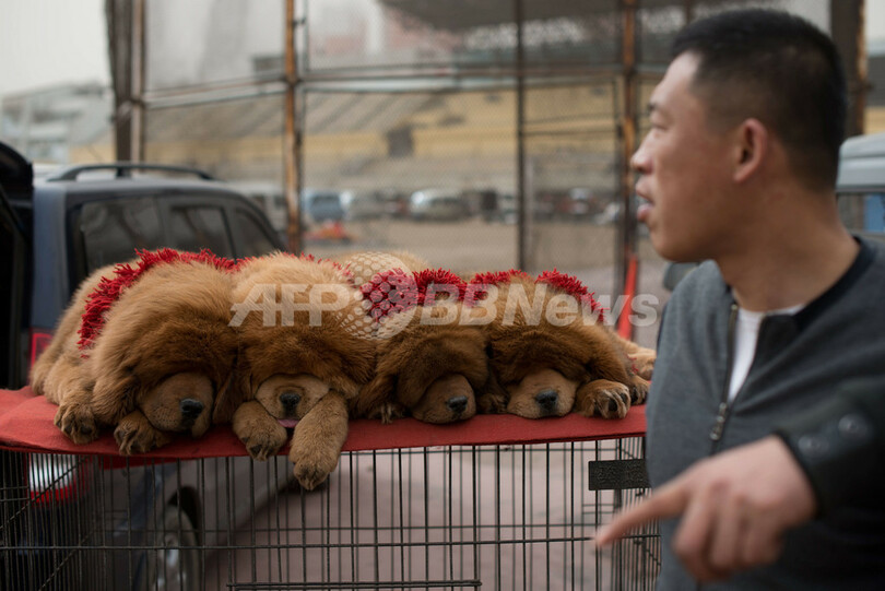 「富の象徴」チベタン・マスティフはいかが？販売会開催、中国