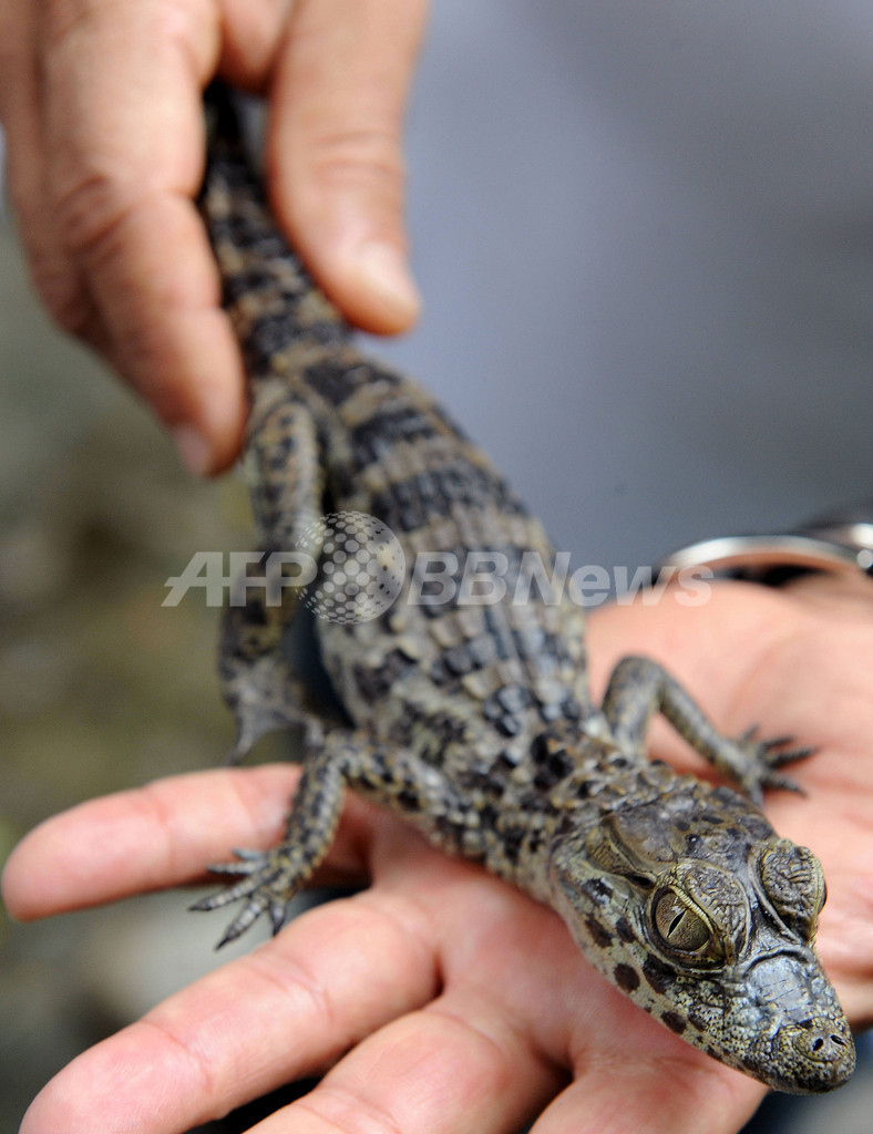 動物園に保護される野生動物たち、ブラジル