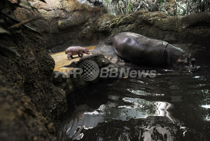 カバの赤ちゃん母親と水遊び、スイス