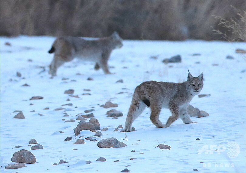 祁連山でユキヒョウが撮影される
