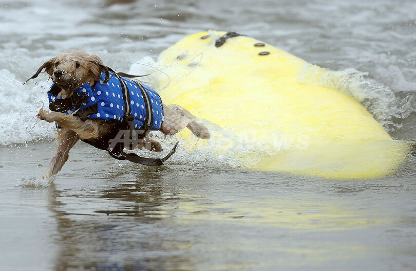 見よこの勇姿！イヌのサーフィンコンテスト