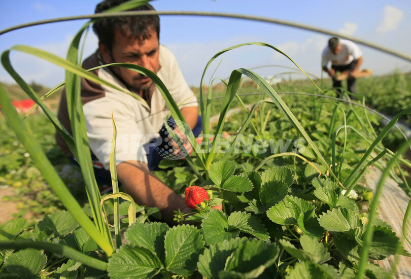 ガザ地区のイチゴと花、欧州向け輸出が解禁に