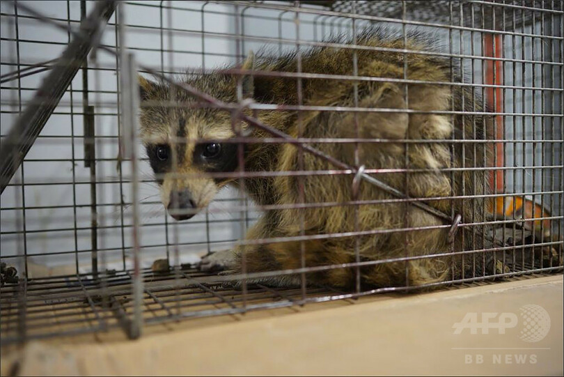 アライグマが高層ビル登頂、無事捕獲で安堵の声 米