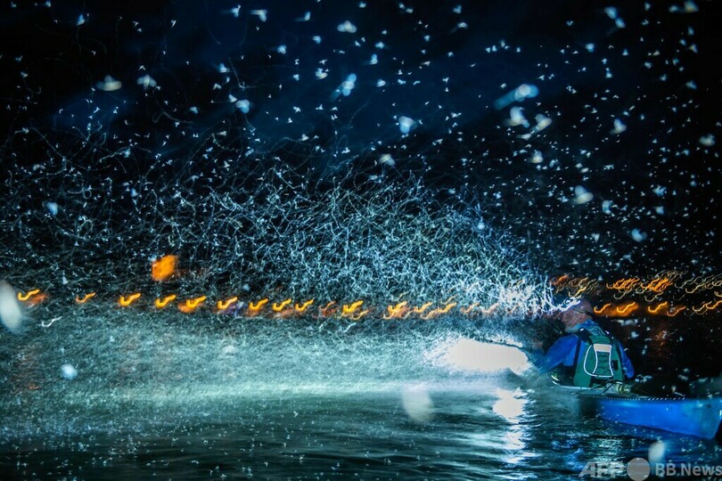 ドナウ川の川面を舞うカゲロウの群れ