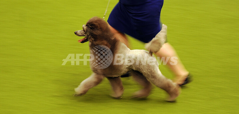 世界最大のドッグショー、今年も開催