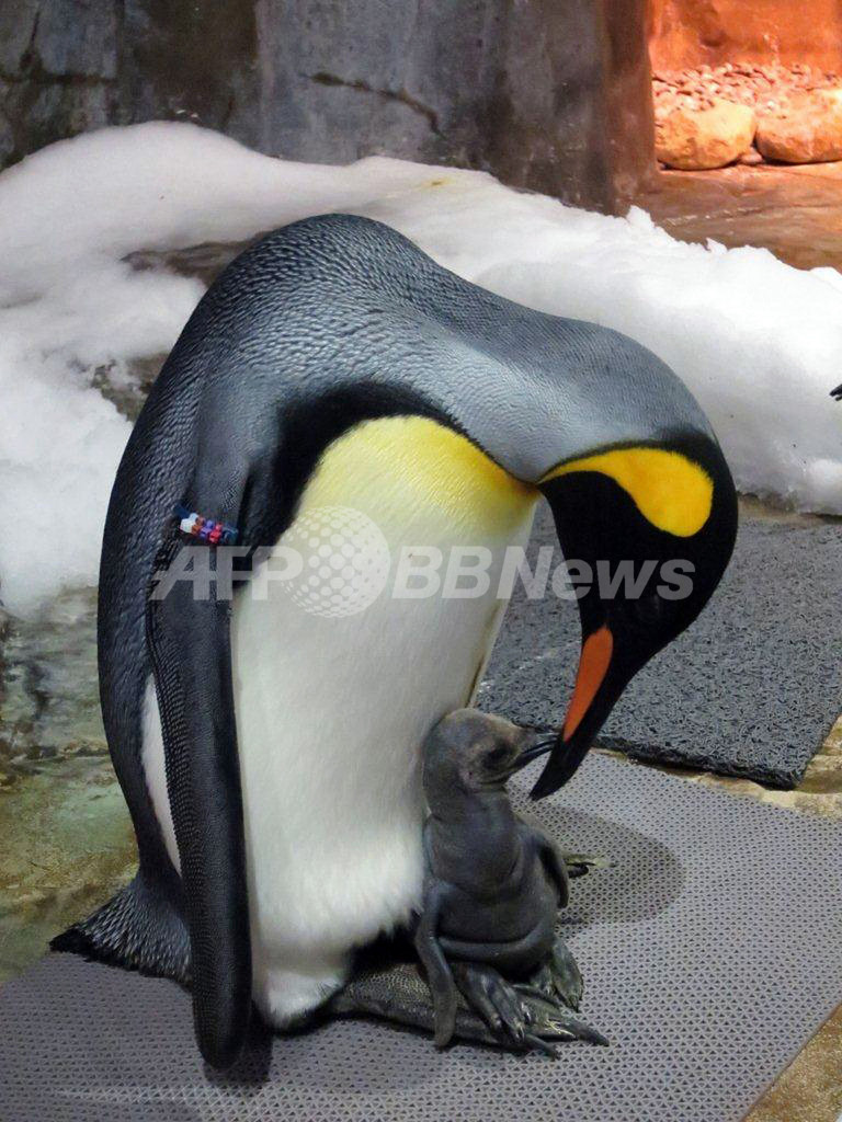 初のオウサマペンギンの赤ちゃん誕生、香港海洋公園