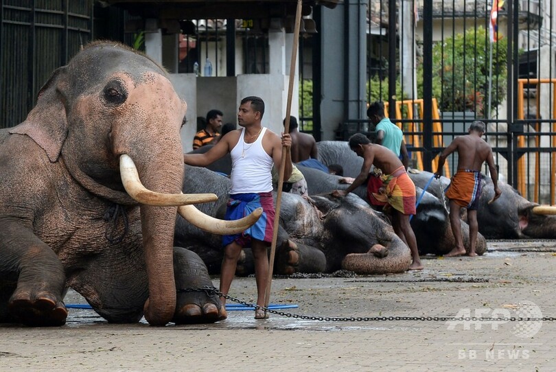 70歳の痩せこけたゾウ、祭りの出演取りやめ 抗議受け スリランカ