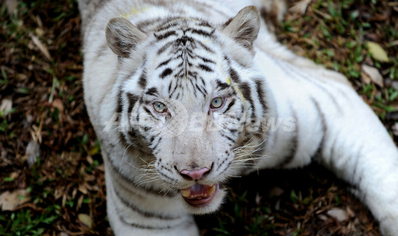 青い目が印象的、スリランカ動物園のホワイトタイガー