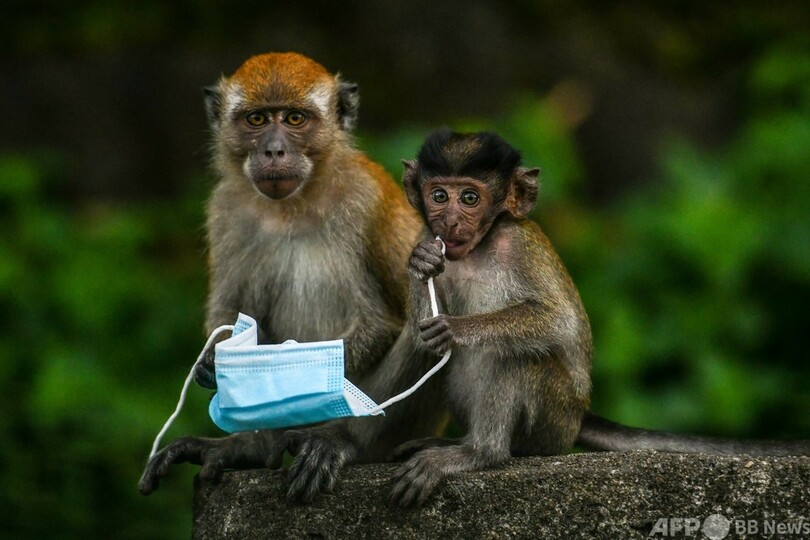 今日の1枚 サルだってマスクがほしい 写真4枚 国際ニュース Afpbb News 今日の1枚 サルだってマスクがほしい 写真4枚 国際ニュース Afpbb News