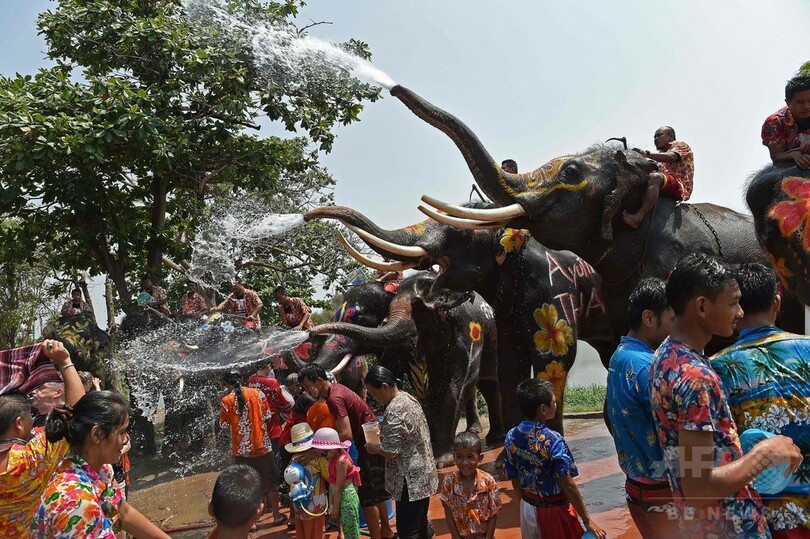 お水かけちゃうゾウ！水掛け祭りでゾウと「水合戦」 タイ