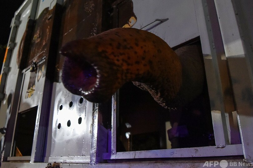 「世界一孤独なゾウ」新天地カンボジアに シェールさん出迎え