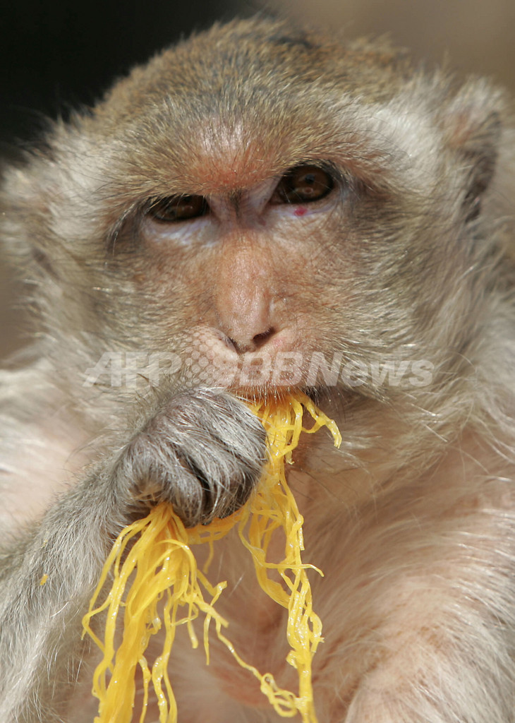 年に一度のおもてなし、タイで「サルのビュッフェ祭り」