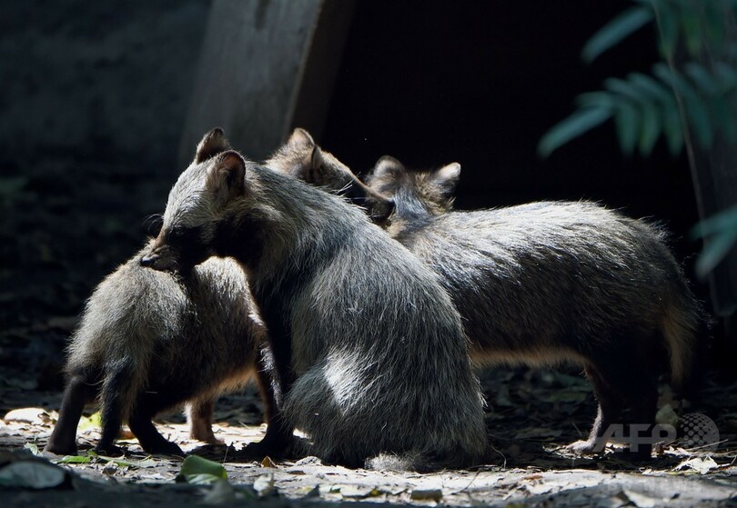 メキシコ動物園でタヌキの赤ちゃん9匹誕生、両親は日本出身