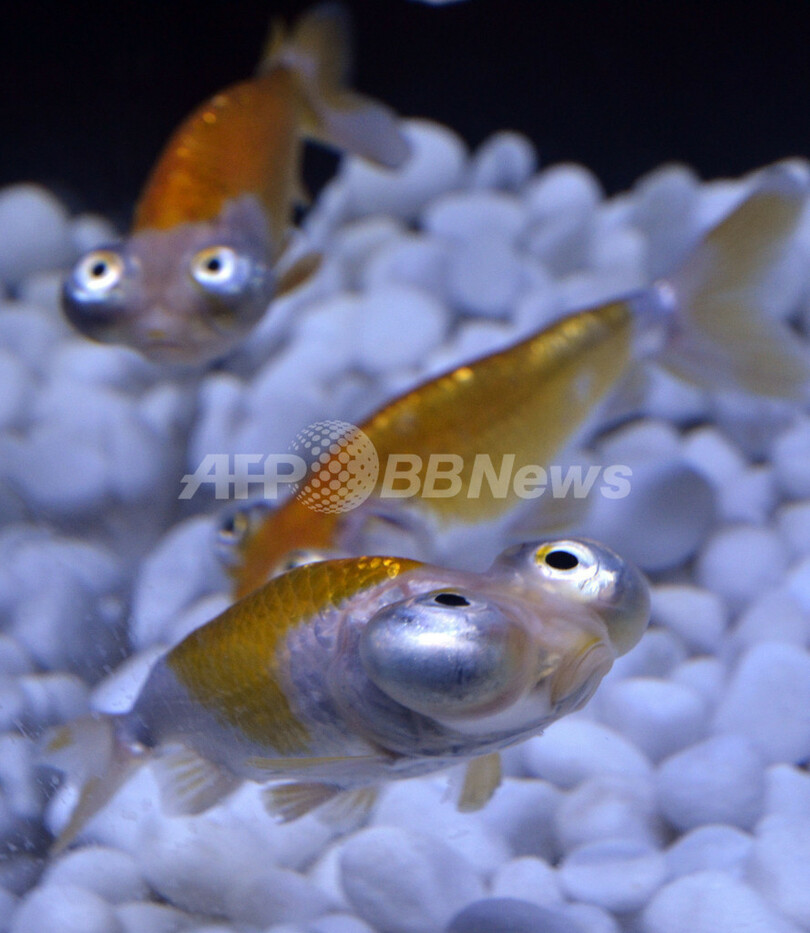 金魚で涼を楽しもう、都内にアート水族館