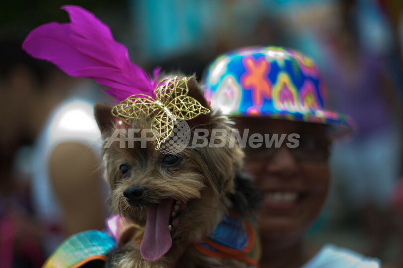 動物版「リオのカーニバル」開催、ブラジル