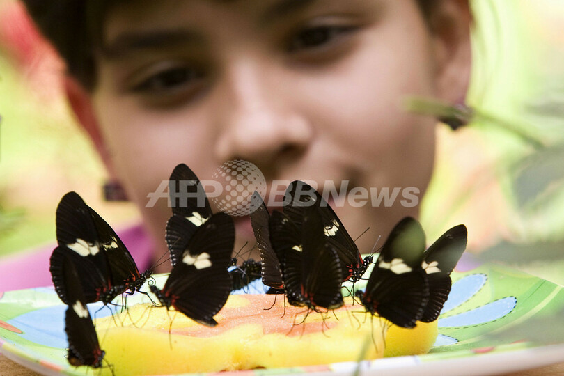 チョウと人のふれあい、南米コロンビアで博覧会