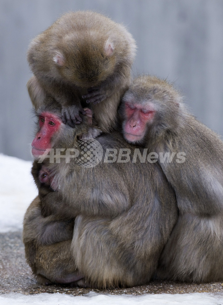 防寒対策は「おしくらまんじゅう」、独動物園のゲラダヒヒ