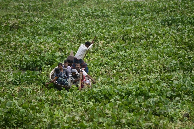 川を埋め尽くす外来植物、船での移動も一苦労 バングラデシュ