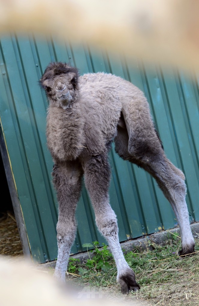 フタコブラクダの赤ちゃんがお披露目、ブダペスト動植物園